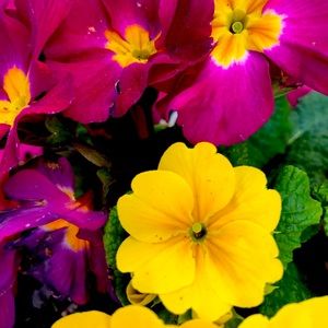 Meet your Posher, Violeta